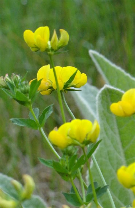 Garden Moments: Wildflowers on the Rock Ledge