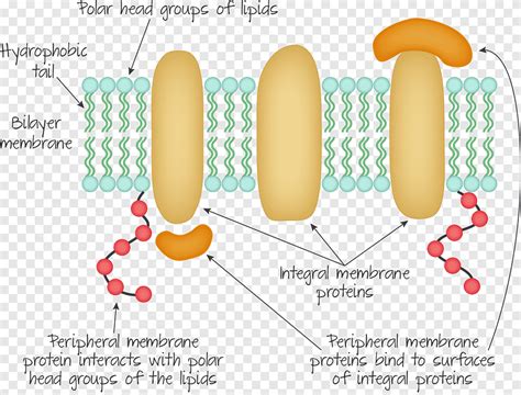 Peripheral Proteins