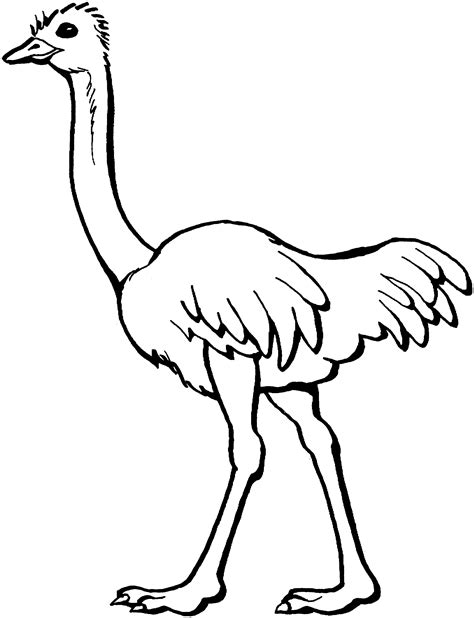 black and white clipart ostrich - Clipground