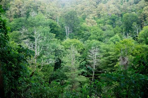 Green Forest With Some Naked Trees Environment Stock Image Image Of Natural Grass 265103075