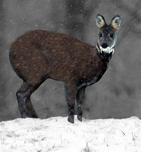 Vampire Deer Exist: These Musk Deer With Fangs Are Terrifyingly Cute - The Dodo