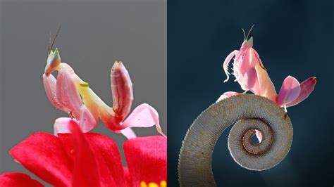 How Long Do Orchid Mantis Live Online Field Guide