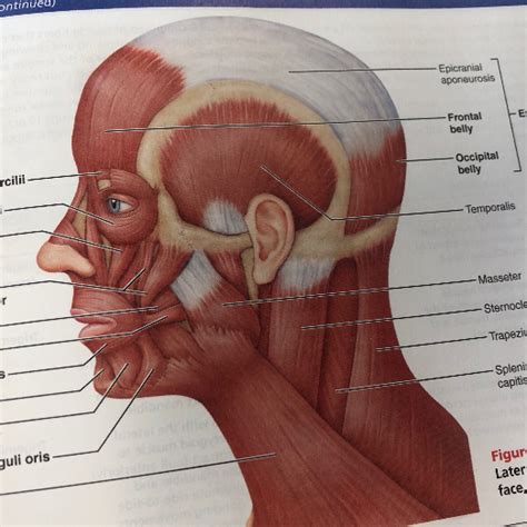 Epicranius Frontalis