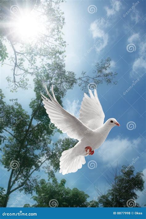 White Dove Flying Stock Photo Image Of White Nature 8877998