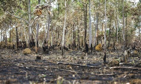 Desmatamento no Cerrado cresce 32 em 2022 mostra relatório do Ipam