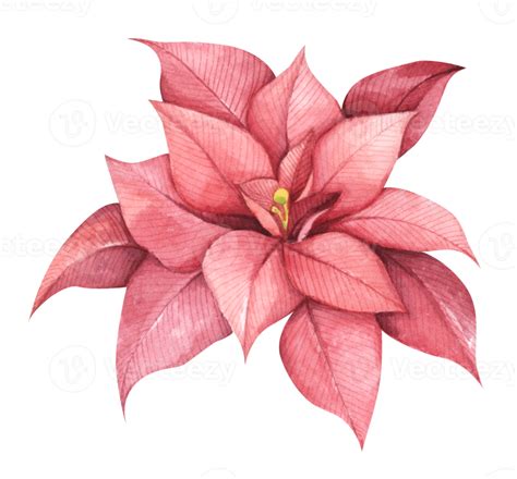 Red Christmas Poinsettia Flower Watercolor Illustration Botanical