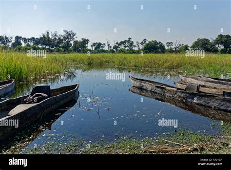 Closeup Makoro Dugout Canoes Awaiting Passengers Okavango Delta