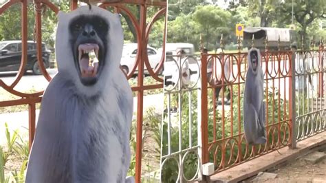 Agency News Langur Cut Outs Installed In Delhi To Scare Off Monkeys