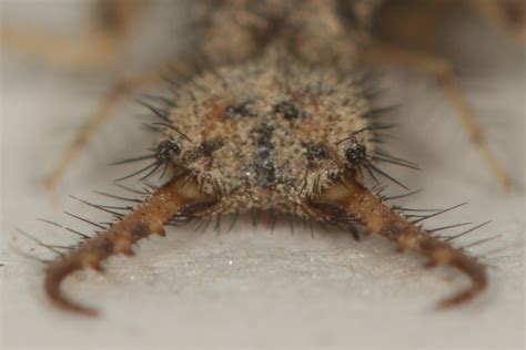 The Antlion King Of The Sand Dunes” Kapama Blog