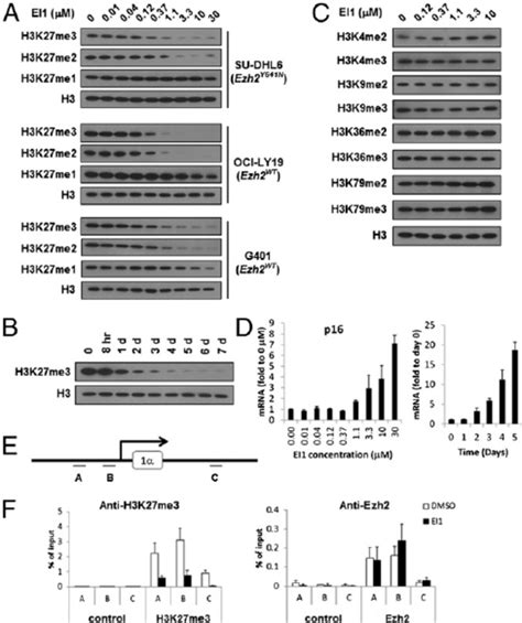 Ei1 Inhibits Cellular H3k27 Methylation And Activates P16 Expression