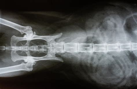 Cat X-ray, Ventral View Of Spine Photograph by Richard J. Green - Pixels