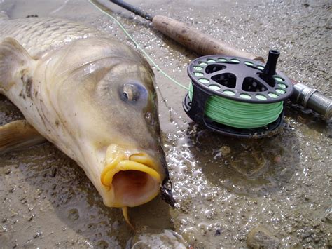 Colorado Fly Fishing Reports Fly Fishing For Carp Directory