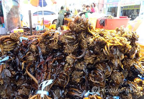 기장 미역·다시마 축제 개막체험행사 풍성 연합뉴스