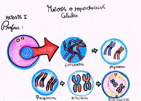 Multiblogeducativo Meiosis