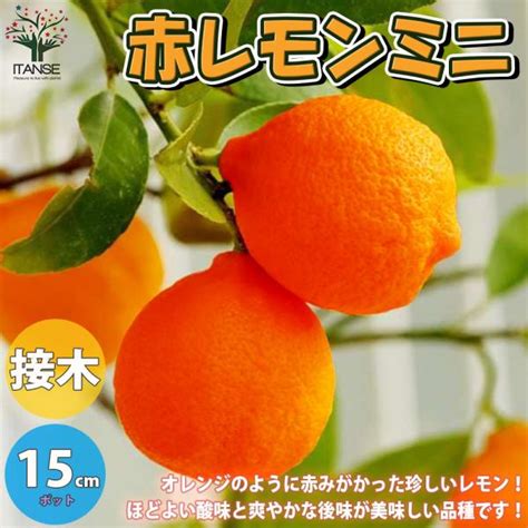 赤レモンミニ レモンの苗木 果樹の苗木の通販価格と最安値