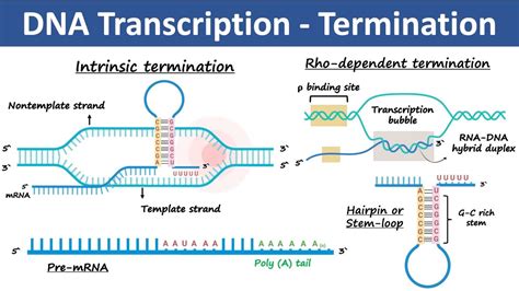 Transcription Termination In Prokaryotes Eukaryotes Biochemistry