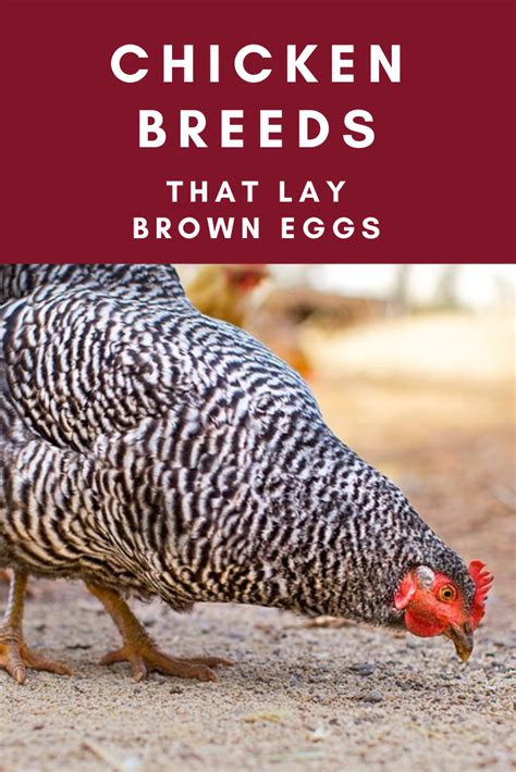 Top 5 Breeds Of Chickens That Lay Large Eggs The Best Egg Laying