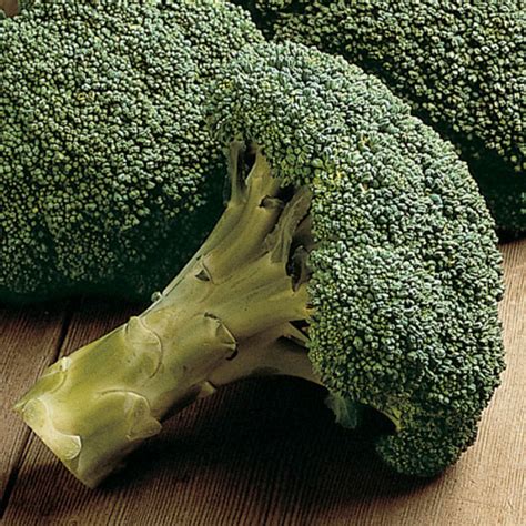 Packman Hybrid Broccoli Garden Doctor Favorites Jung Seed Company