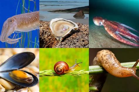 Moluscos Descobrindo A Diversidade E Curiosidades Do Reino Mollusca