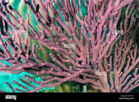 Gorgonian Off Key Largo Coast Florida Usa Stock Photo Alamy