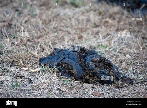 Cerca de una empanada de estiércol de vaca indicativa de una bovina en