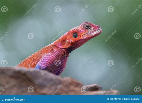 The common agama up close stock image. Image of closeup - 176745719