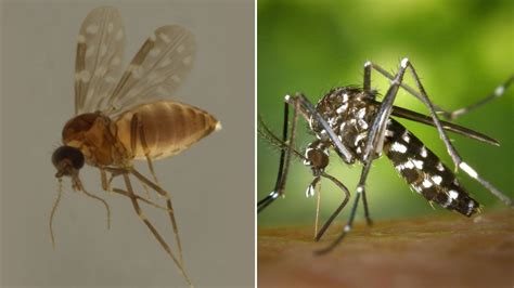 Dengue X Febre Oropouche Conhe A As Diferen As Entre Os Mosquitos