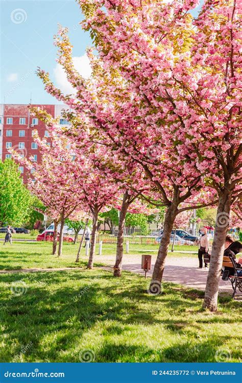 Blooming Sakura Cherry Blossom Alley In Park Editorial Image