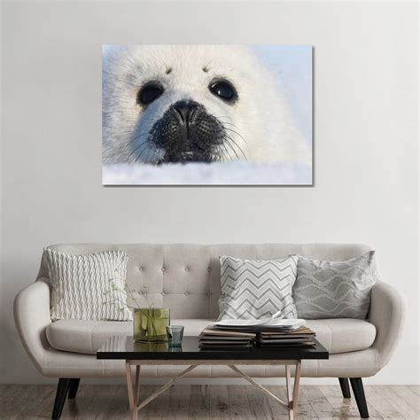 Icanvas Harp Seal Pup Close Up Iles De La Madeleine Quebec Canada By Keren Su Canvas Print