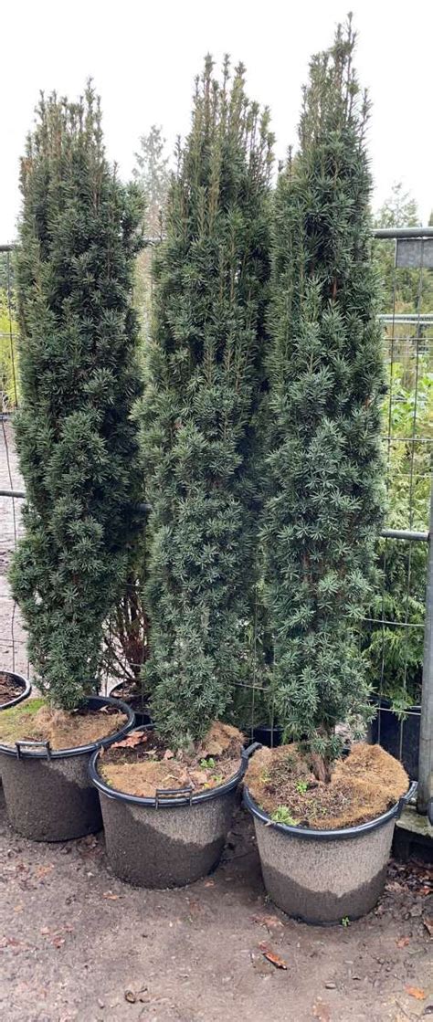 S Uleneibe Taxus Baccata Fastigiata Robusta Eiben Taxus