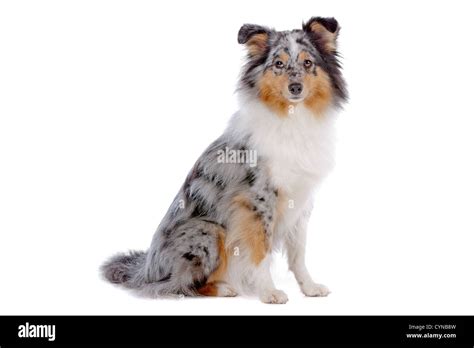 Sheltie Papillon Mix