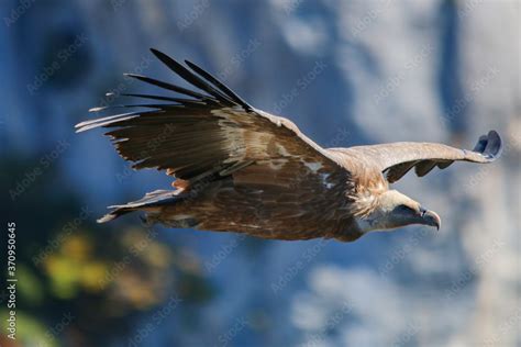 Griffon Vulture In Flight Through The Gorges Du Verdon France Stock