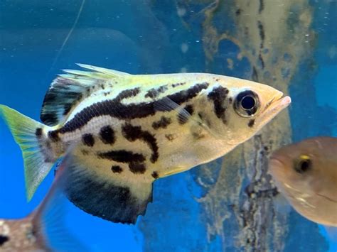 Golden Freshwater Archerfish Toxotes Blythii