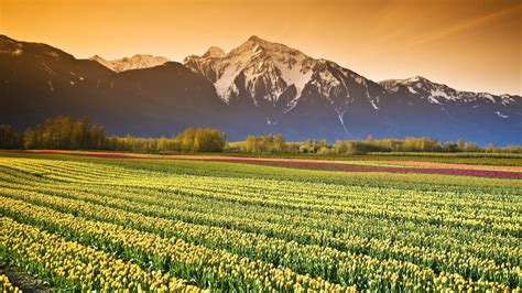 Yellow Tulip Farm, Netherlands - Beautiful places. Best places in the ...