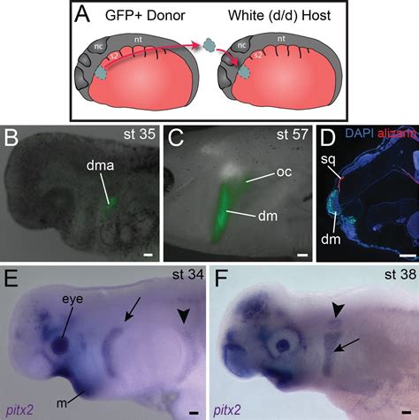 Figures And Data In Evolution Of The Head Trunk Interface In Tetrapod