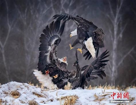 Шувууны шилдэг гэрэл зургууд тодорчээ