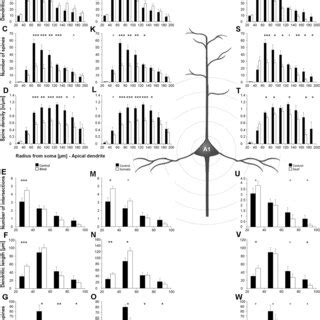 Sholl Analysis Of Layer Iii Pyramidal Neurons In S Hl Following