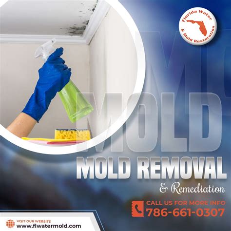 Mold Removal Service Florida Florida Water Mold