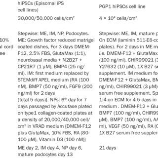 Stem Cells Can Generate Glomerular Podocyte Progenitors And Mature