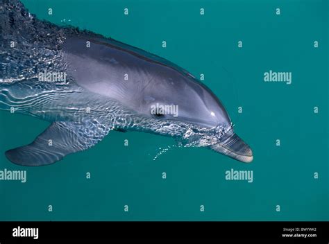 animal animals Dolphin dolphin Grand Bahama Bahamas Sanctuary Bay Stock ...