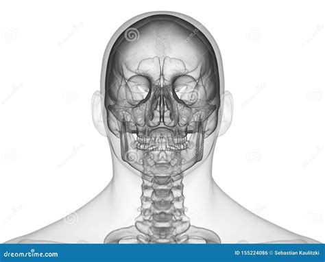 El cr neo humano stock de ilustración Ilustración de huesos 155224086