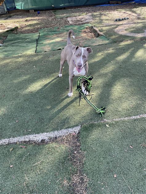 Adoptions | Almost Home