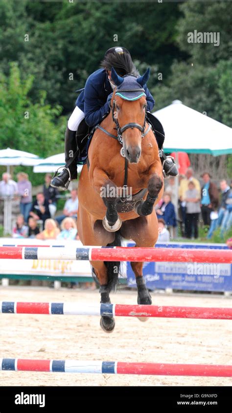 German Warmblood Horse, Show Jumping / obstacle, breastplate Stock Photo - Alamy