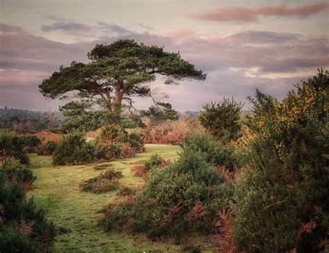 Scots Pine Another View Of The Scots Pine At Bratley View Russ