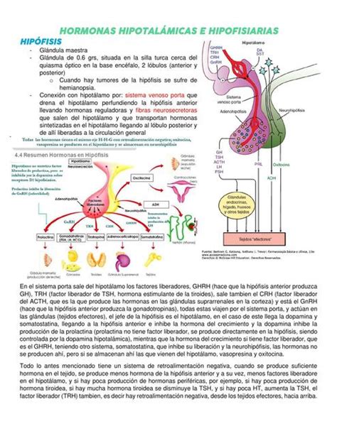 Hormonas Del Hipotálamo Y La Hipófisis