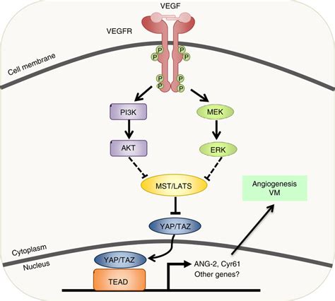 Model For VEGFR And Hippo Signaling In Angiogenesis VM When VEGF Binds