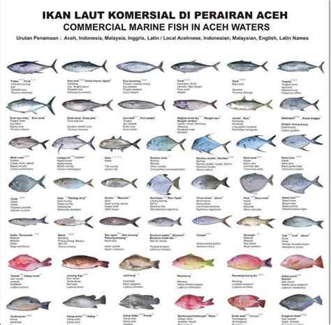 Gambar Jenis Ikan Laut 57 Koleksi Gambar