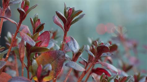 How To Grow And Care For Barberry Shrubs