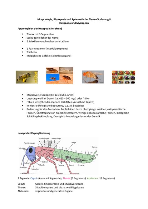 Morpho Vl Vorlesungsnotizen Bio Morphologie Phylogenie Und