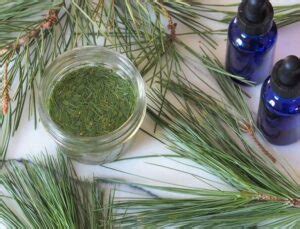 Easy Pine Needle Tincture Recipe How To Make White Pine Tincture